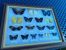 Rare Butterfly Specimen Art Framed Shadow Box Taxidermy picture