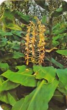 Kahili Ginger Plant, Hawaii picture