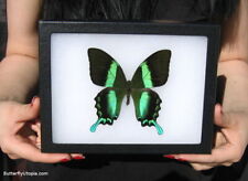 Real Framed Majestic Green Swallowtail Butterfly - 8x6 Riker Mount picture