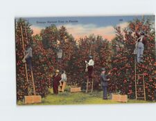 Postcard Orange Harvest Time in Florida USA picture