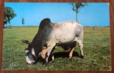 Brahman Bull In Florida Pastures, Printed Lithograph, New Never Postmarked, WOB picture