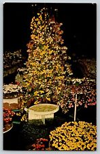 Postcard MO Chrysanthemum Display Jewel Box Forest Park, St. Louis, Missouri  picture