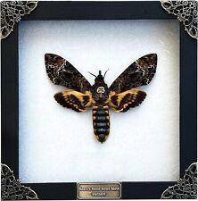 Real Death Head Moth White Frame Skull Butterfly Taxidermy Handmade Shadow Box picture