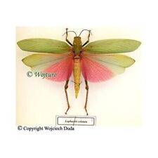 lophacris cristata - female, Large and nice, Unmounted, A- picture
