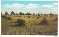 1935 Salina Kansas White Border Postcard Posted Wheat Stacks on Wheat Farm picture