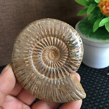 136g Rare natural polished white conch Ammonite Fossil Specimen Madagascar B2805 picture