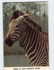 Postcard Zebra At Lion Country Safari, Loxahatchee, Florida picture