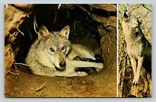 Vintage Postcard: Timber Wolf, Female & Seven Puppies - Howling - Nature Press picture