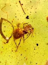 TARANTULA SPIDER 🕷️99 MYO MYANMAR BURMITE AMBER FOSSIL DINOSAUR AGE ARACHNID picture