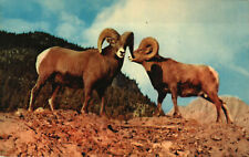 Postcard Animals Two Rugged Rocky Mountain Sheep With Horns Hillside picture