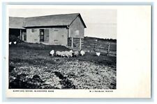 c1905s Barnyard Scene, Blandford, Massachusetts MA Unposted Antique Postcard picture