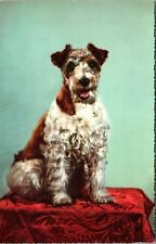 WIRED-HAIR TERRIER : PORTRAIT OF A HANDSOME DOG : POSTCARD PORTRAIT picture