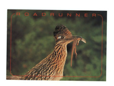 Vintage Animal  Postcard   BIRDS  ROADRUNNER CHROME 4X6 UNPOSTED picture