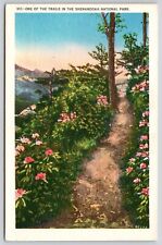 Virginia Shenandoah National Park Trail Flowers Mountain Forest Vintage Postcard picture