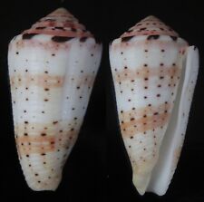 Seashells Conus aurisiacus  EXCEPTIONAL  Cone Shell  52.7mm  F+++ Ultra Special  picture