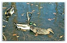 Postcard Mallard Ducks in Autumn Plumage N17 picture