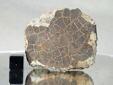 NWA XXXX 76.2g meteorite, very nice crust, fine grey matrix with visible clasts picture