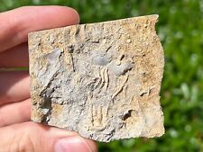 Rare Fossil Crinoid Ampelocrinus kaskaskiensis Alabama Bangor Limestone Fm picture