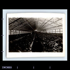 Vintage Photo INTERIOR OF GREENHOUSE picture