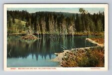 Yellowstone National Park, Beaver Dam And Hut, Series #20027, Vintage Postcard picture