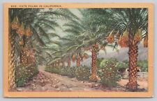 Redondo Beach California, Date Palms, Vintage Postcard picture