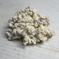 Natural White Sea Coral Cluster 4” Beautiful Brown Stem Ocean Specimen picture