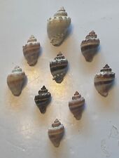 9 Beautiful Kings Crown Shells From SW Florida picture
