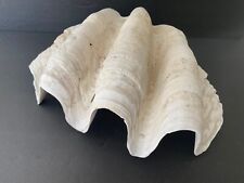EXC Giant Clam Shell Real Natural BIG Tridacna Gigas  15.5” x 11” picture