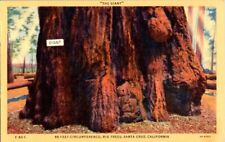 2 postcards, Big Trees, Santa Cruz, Calif unposted,  linen picture