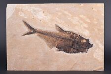 Superb Fossil Fish 6.6