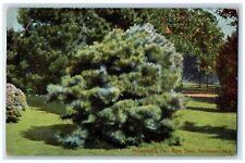 c1910's Philadelphia PA, Rare Trees Fairmount Park Unposted Antique Postcard picture
