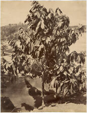 Photo Attr. Skeen Albumen India Cocoa Ceylon to The 1880 picture