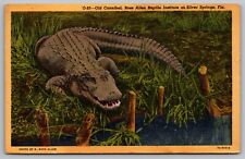 Old Cannibal Ross Allen Reptile Silver Springs Florida Vintage Linen Postcard picture