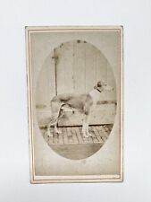 Rare Antique Victorian Carte De Visite Dog Portrait picture