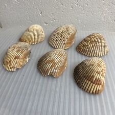 Cockle Sea Shell Lot Of 6 - Mexico - East Coast Beaches picture