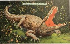 Florida Huge Alligator Vintage Linen Postcard Reptile Open Mouth picture