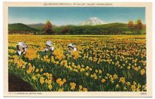 Puyallup Valley Washington Women Picking Daffodils Pierce County Linen Postcard picture