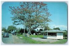 c1960's The Famous Kapok Tree Scene Clearwater Florida Unposted Vintage Postcard picture