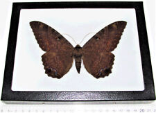 Ascalapha odorata REAL FRAMED BLACK WITCH MOTH TEXAS USA picture