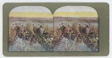 c1900's Colorized Stereoview The Evening Return. All In.  Hunters in Boats picture