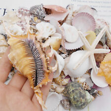 500g/Pack Mixed Conch Shell 280-300PCS Sea Shells Decor Ornament for Fish Tank picture