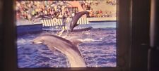 JM12 35MM SLIDE Photo photograph DOLPHINS JUMP IN UNISON DURING PERFORMANCE picture