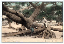 c1910 Big Tree with Lots of Trunks Maiko Park Near Kobe Japan Postcard picture