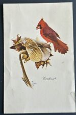 Cardinal Vintage Postcard. Francis Lee Jaques Artist. picture