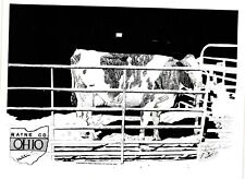Vintage Postcard 4x6- Cow in a pen. OH picture