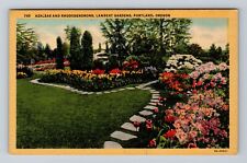Portland OR-Oregon, Azaleas And Rhododendrons, Lambert Gardens Vintage Postcard picture