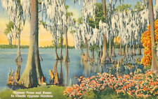 Postcard Cypress Knees and Trees Gardens Florida Linen A1385 picture