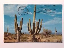 Saguaro Cactus Sunny Southwest Phoenix Posted 1965 Postcard picture