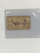 Rare 1910 Macrobertsons Confectionary Sports #16 Emu Hunting Card picture