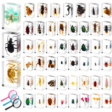 50 Pcs Insect in Resin Specimen Various Bugs Collection Paperweights Bug Kit Pre picture